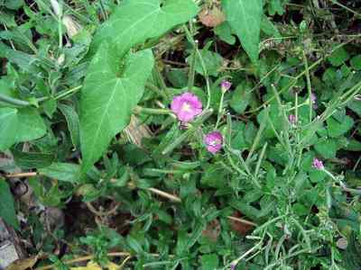  Image name: garofanino4.jpg 
 width: 400 pixel 
 height: 300 pixel 
 Size: 18463 bytes 
 Click to enlarge 